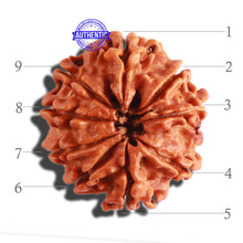Load image into Gallery viewer, 9 Mukhi Nepalese Rudraksha - Bead No. 304