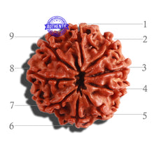 Load image into Gallery viewer, 9 Mukhi Nepalese Rudraksha - Bead No. 305