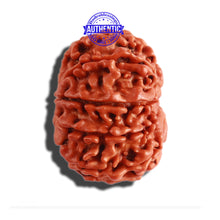 Load image into Gallery viewer, 9 Mukhi Nepalese Rudraksha - Bead No. 305