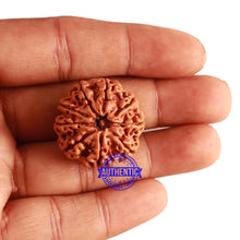 Load image into Gallery viewer, 9 Mukhi Nepalese Rudraksha - Bead No. 306