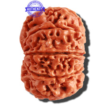 Load image into Gallery viewer, 9 Mukhi Nepalese Rudraksha - Bead No. 307