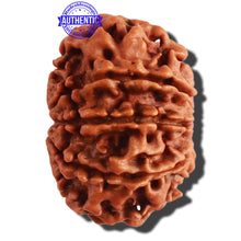 Load image into Gallery viewer, 9 Mukhi Nepalese Rudraksha - Bead No. 308