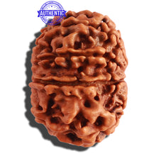 Load image into Gallery viewer, 9 Mukhi Nepalese Rudraksha - Bead No. 308