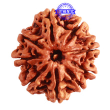 Load image into Gallery viewer, 9 Mukhi Nepalese Rudraksha - Bead No. 311