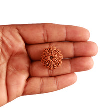 Load image into Gallery viewer, 9 Mukhi Nepalese Rudraksha - Bead No. 312