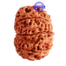 Load image into Gallery viewer, 9 Mukhi Nepalese Rudraksha - Bead No. 312