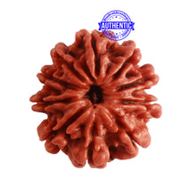 Load image into Gallery viewer, 9 Mukhi Nepalese Rudraksha - Bead No. 314