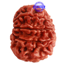 Load image into Gallery viewer, 9 Mukhi Nepalese Rudraksha - Bead No. 314
