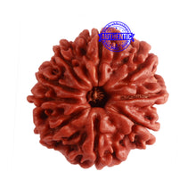 Load image into Gallery viewer, 9 Mukhi Nepalese Rudraksha - Bead No. 316