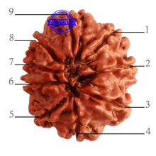Load image into Gallery viewer, 9 Mukhi Nepalese Rudraksha - Bead No. 317