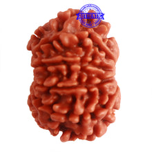 Load image into Gallery viewer, 9 Mukhi Nepalese Rudraksha - Bead No. 318