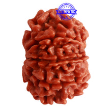Load image into Gallery viewer, 9 Mukhi Nepalese Rudraksha - Bead No. 318
