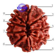 Load image into Gallery viewer, 9 Mukhi Nepalese Rudraksha - Bead No. 319