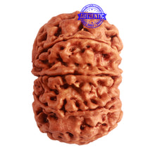 Load image into Gallery viewer, 9 Mukhi Nepalese Rudraksha - Bead No. 320