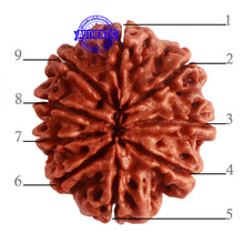 Load image into Gallery viewer, 9 Mukhi Nepalese Rudraksha - Bead No. 321