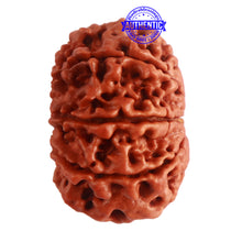 Load image into Gallery viewer, 9 Mukhi Nepalese Rudraksha - Bead No. 321
