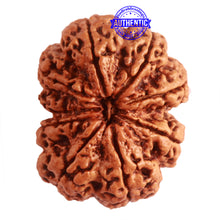 Load image into Gallery viewer, 9 Mukhi Nepalese rudraksha - Bead No. 324