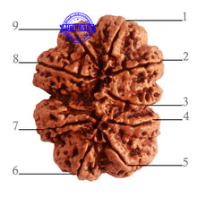 Load image into Gallery viewer, 9 Mukhi Nepalese rudraksha - Bead No. 324