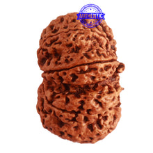 Load image into Gallery viewer, 9 Mukhi Nepalese rudraksha - Bead No. 324