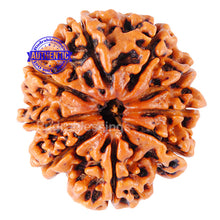 Load image into Gallery viewer, 9 Mukhi Nepalese Rudraksha - Bead No. 54
