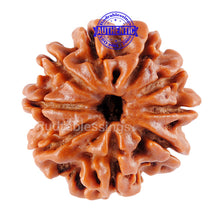 Load image into Gallery viewer, 9 Mukhi Nepalese Rudraksha - Bead No. 55