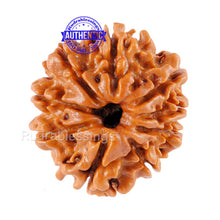 Load image into Gallery viewer, 9 Mukhi Nepalese Rudraksha - Bead No. 58