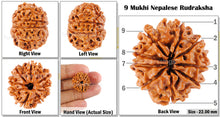 Load image into Gallery viewer, 9 Mukhi Nepalese Rudraksha - Bead No. 58