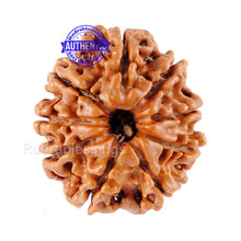 Load image into Gallery viewer, 9 Mukhi Nepalese Rudraksha - Bead No. 59