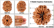 Load image into Gallery viewer, 9 Mukhi Nepalese Rudraksha - Bead No. 59