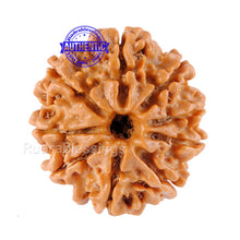 Load image into Gallery viewer, 9 Mukhi Nepalese Rudraksha - Bead No. 61