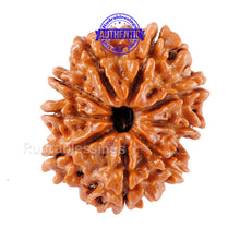 Load image into Gallery viewer, 9 Mukhi Nepalese Rudraksha - Bead No. 63