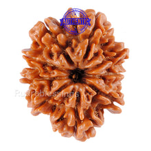 Load image into Gallery viewer, 9 Mukhi Nepalese Rudraksha - Bead No. 64