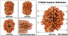 Load image into Gallery viewer, 9 Mukhi Nepalese Rudraksha - Bead No. 64
