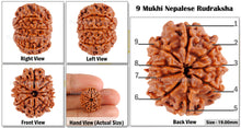 Load image into Gallery viewer, 9 Mukhi Nepalese Rudraksha - Bead No. 65