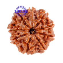 Load image into Gallery viewer, 9 Mukhi Nepalese Rudraksha - Bead No. 67