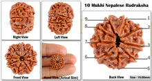 Load image into Gallery viewer, 9 Mukhi Nepalese Rudraksha - Bead No. 67