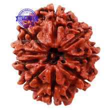 Load image into Gallery viewer, 9 Mukhi Nepalese Rudraksha - Bead No. 68