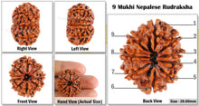 Load image into Gallery viewer, 9 Mukhi Nepalese Rudraksha - Bead No. 68