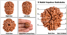 Load image into Gallery viewer, 9 Mukhi Nepalese Rudraksha - Bead No. 71