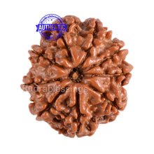 Load image into Gallery viewer, 9 Mukhi Nepalese Rudraksha - Bead No. 73