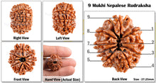 Load image into Gallery viewer, 9 Mukhi Nepalese Rudraksha - Bead No. 74