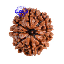 Load image into Gallery viewer, 9 Mukhi Nepalese Rudraksha - Bead No. 75