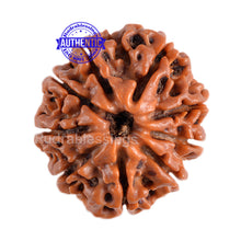 Load image into Gallery viewer, 9 Mukhi Nepalese Rudraksha - Bead No. 76