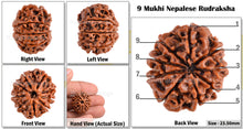 Load image into Gallery viewer, 9 Mukhi Nepalese Rudraksha - Bead No. 76