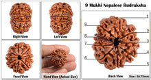Load image into Gallery viewer, 9 Mukhi Nepalese Rudraksha - Bead No. 78