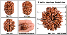 Load image into Gallery viewer, 9 Mukhi Nepalese Rudraksha - Bead No. 81