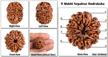 Load image into Gallery viewer, 9 Mukhi Nepalese Rudraksha - Bead No. 82