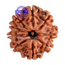 Load image into Gallery viewer, 9 Mukhi Nepalese Rudraksha - Bead No. 85