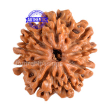 Load image into Gallery viewer, 9 Mukhi Nepalese Rudraksha - Bead No. 87