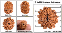 Load image into Gallery viewer, 9 Mukhi Nepalese Rudraksha - Bead No. 87